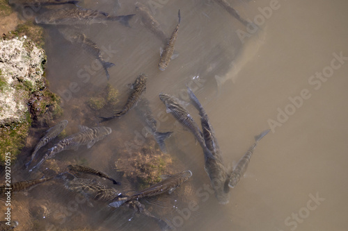 Fish aglomeration on a river photo
