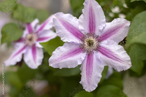 Clematis florida flower