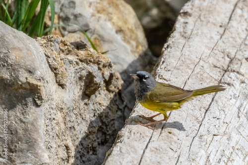 MacGillivray's warbler on log at Capulin Spring, Sandia Mountains, New Mexico photo