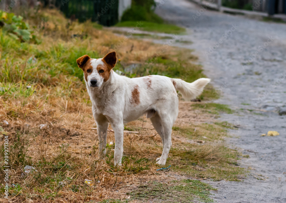Obraz premium Ecuador Dogs 