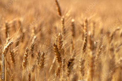 Dry wheat field close up
