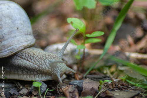 Weinbergschnecke IV