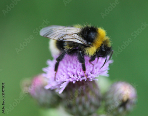 small garden bumblebee, Bombus hortorum, collecting nectar from a white clover flower in spring © Michael Meijer