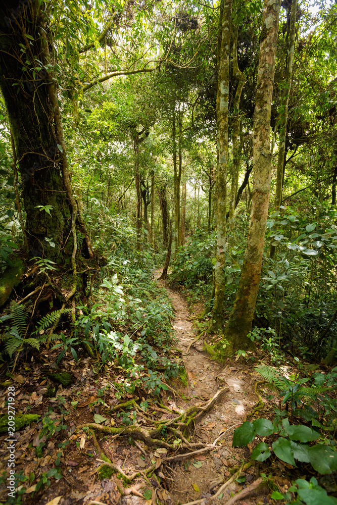 Fototapeta premium Cameron Highlands Gunung Jasar trekking