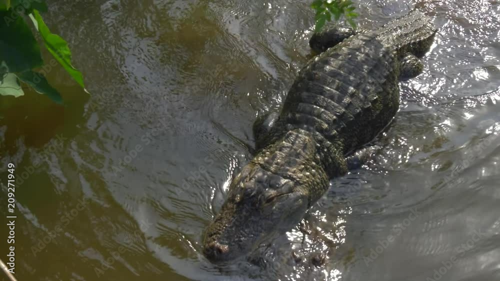 Alligators male and female during mating period mate in water. Gator
