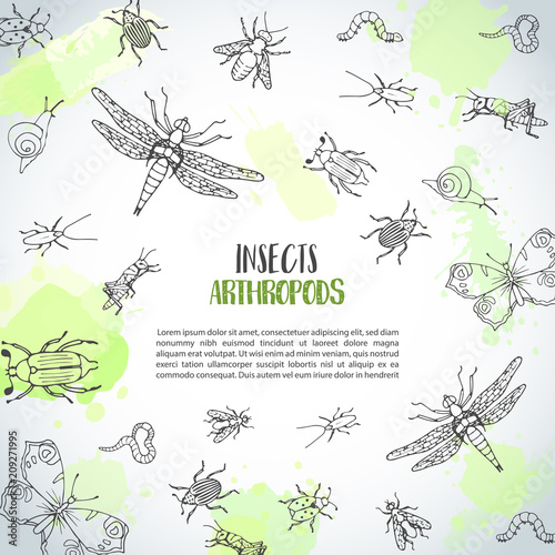Bugs insects hand drawn background. Pest control concept. Entomology poster. Cartoon illustration of pests and bug. Vector illustration concepts for web