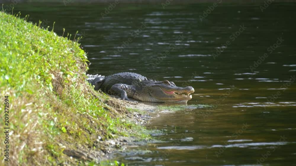 Alligator on the shore of the lake lies near the water with an open mouth in a natural habitat. Alligator laying near a pond with its mouth open. Alligator on land.