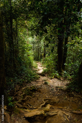 Cameron Highlands Gunung Jasar trekking