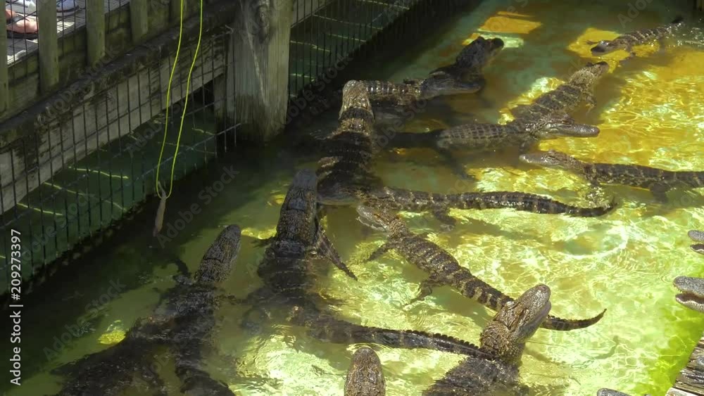 Tourists feed young alligators fish tied to a rope. Alligators rush to