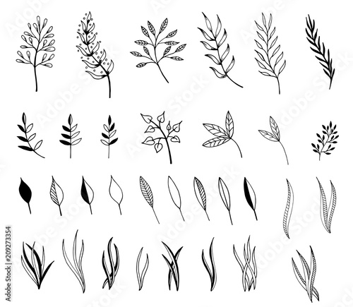 Hand drawn illustration of branches and leaves. Design elements