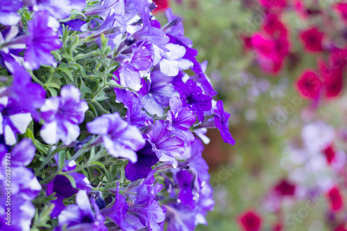 Beautiful bush of blue petunias