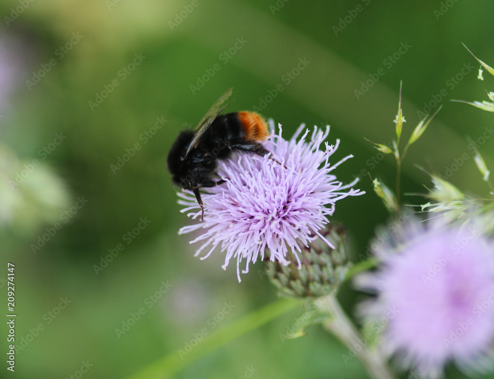 close up of red tailed bumblebee (Bombus lapidarius), collecting nectar from a creeping thistle flower in spring close up of red tailed bumblebee (Bombus lapidarius), collecting nectar from a creeping thistle flower in spring