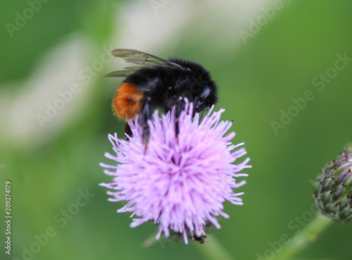 close up of red tailed bumblebee (Bombus lapidarius), collecting nectar from a creeping thistle flower in spring