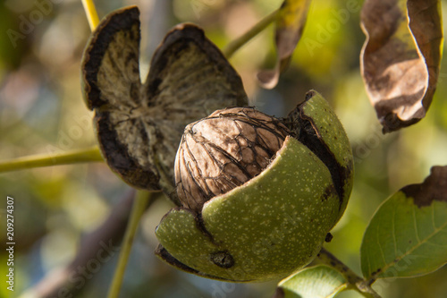 walnut with bolster