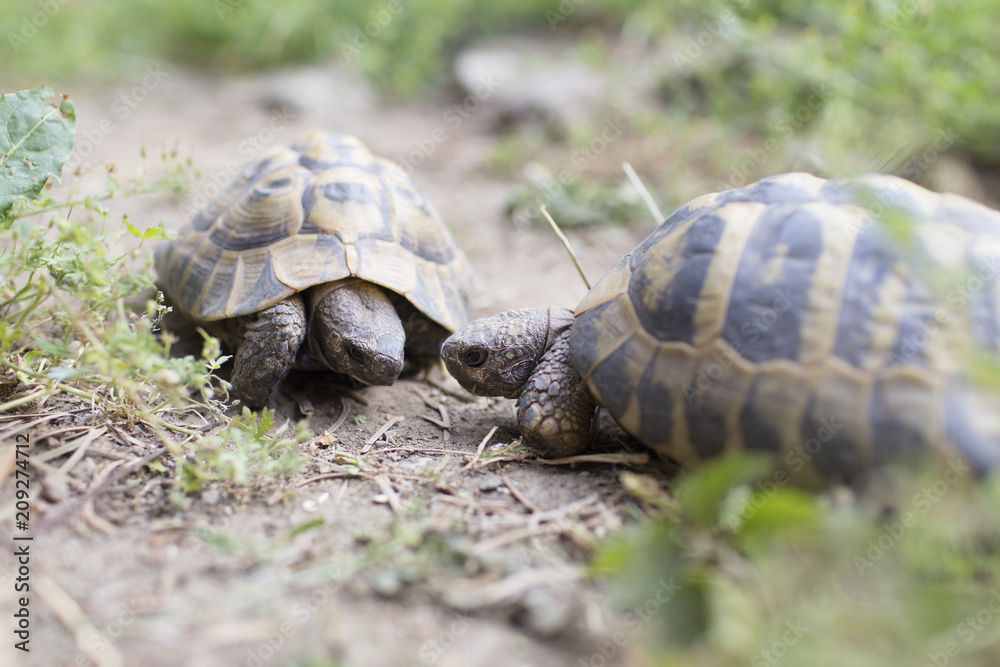 Two greek tortoises fighting