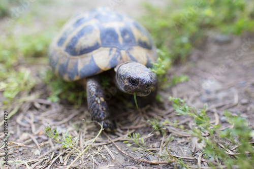 Greek tortoise eating grass