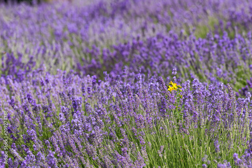 a picturesque view of blooming lavender fields..