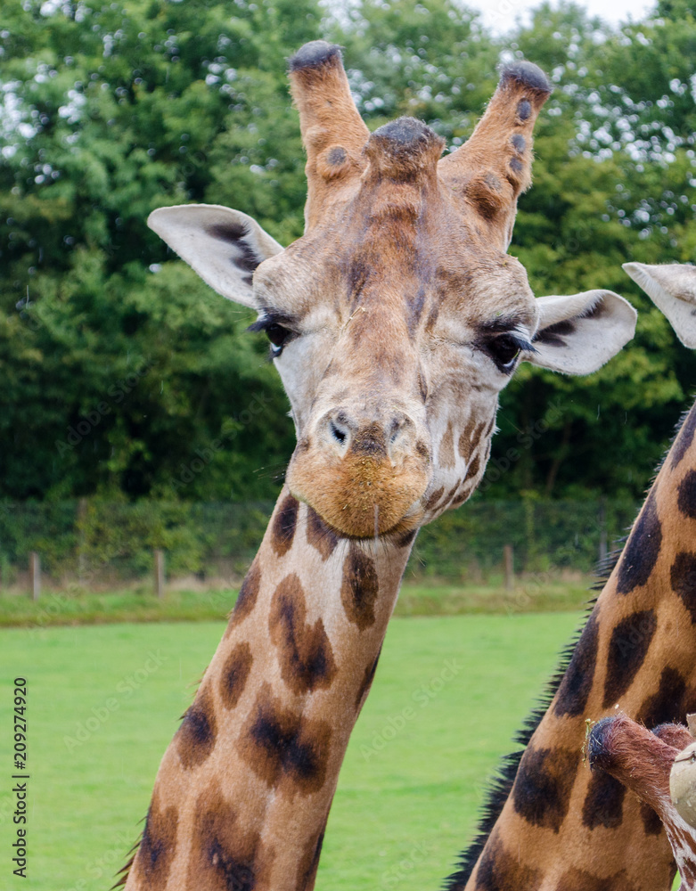 Obraz premium GIRAFE