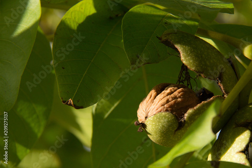 walnut in bolster