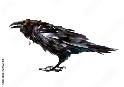 Naklejka painted bird Raven on a white background side view