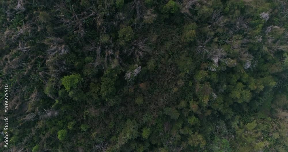 Aerial View flying over forest in Thailand Aerial View flying over forest in Thailand