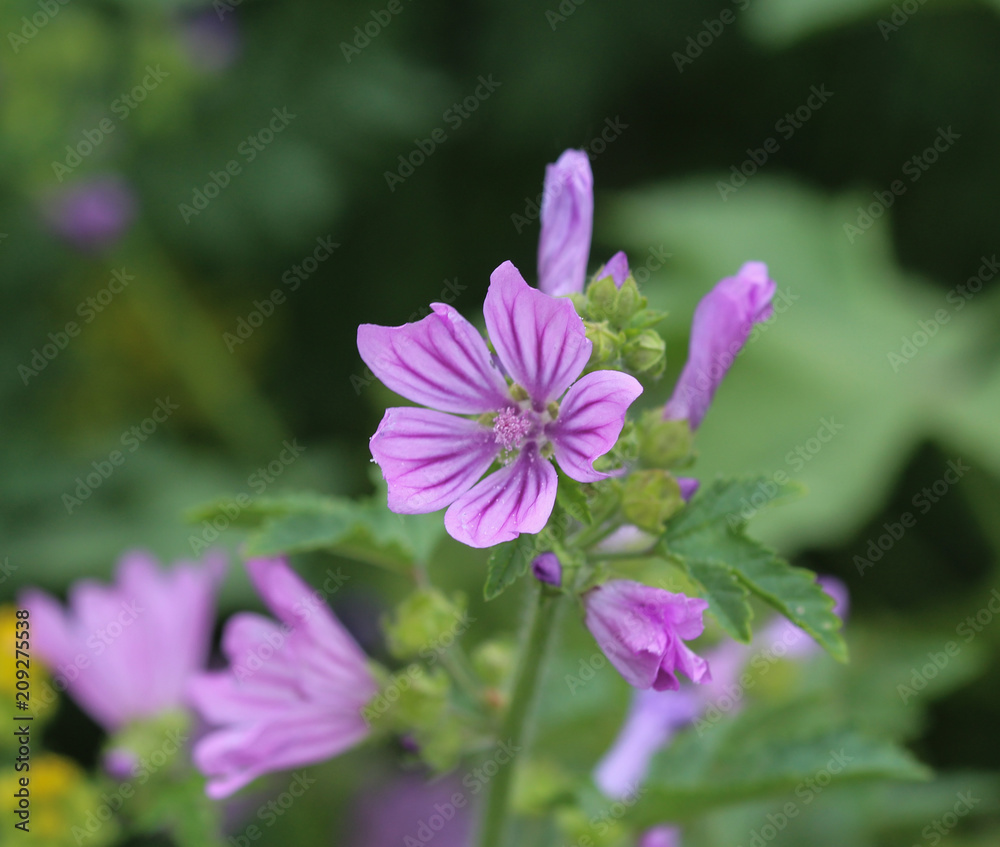 Closeup of Malva sylvestris, common names are common mallow, cheeses, high mallow or tall mallow, blooming in the summer season Closeup of Malva sylvestris, common names are common mallow, cheeses, high mallow or tall mallow, blooming in the summer season