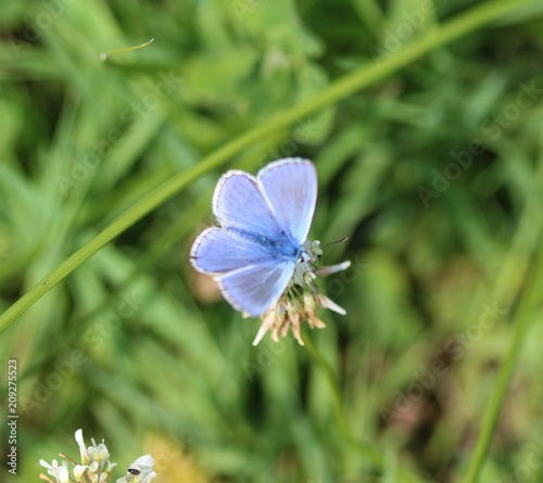 common blue butterfly (Polyommatus icarus) © Michael Meijer