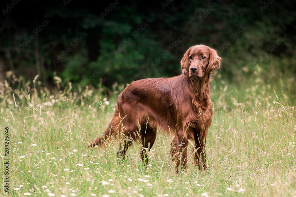 Irish Setter beim Spaziergang