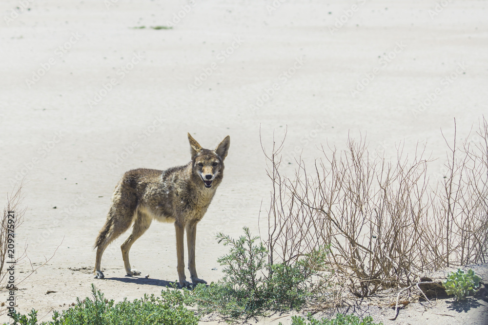 Fototapeta premium coyote stalk on roadside in desert area.