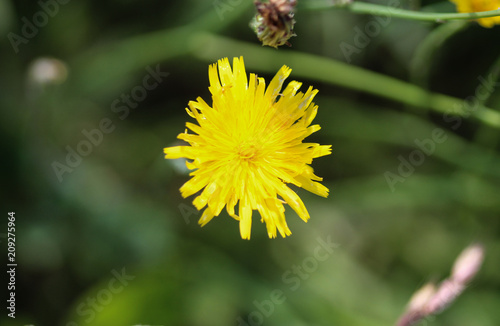 Leontodon hispidus flower, known by the common names bristly hawkbit and rough hawkbit, blooming in the summer