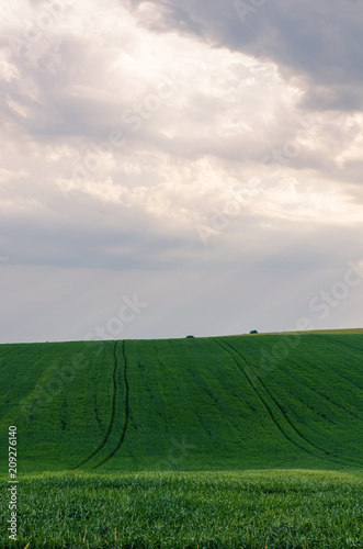Landscape view of green fields and clouds in the summer season © zyoma_1986