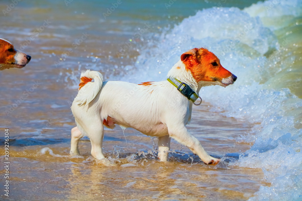 Why Are Dogs Afraid Of Water