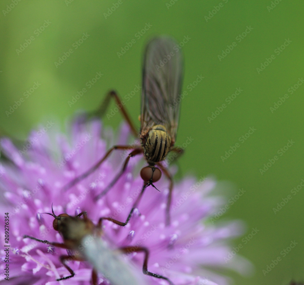 Botanophila seneciella, the ragwort seed fly or ragwort seed head fly, collecting nectar from flower