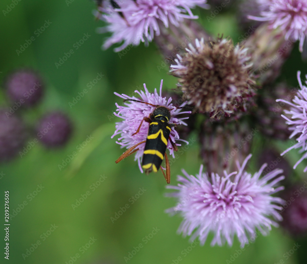 Clytus arietis, the wasp beetle, sitting on flower Clytus arietis, the wasp beetle, sitting on flower