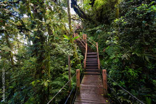 Cameron Highlands Mossy forest trekking