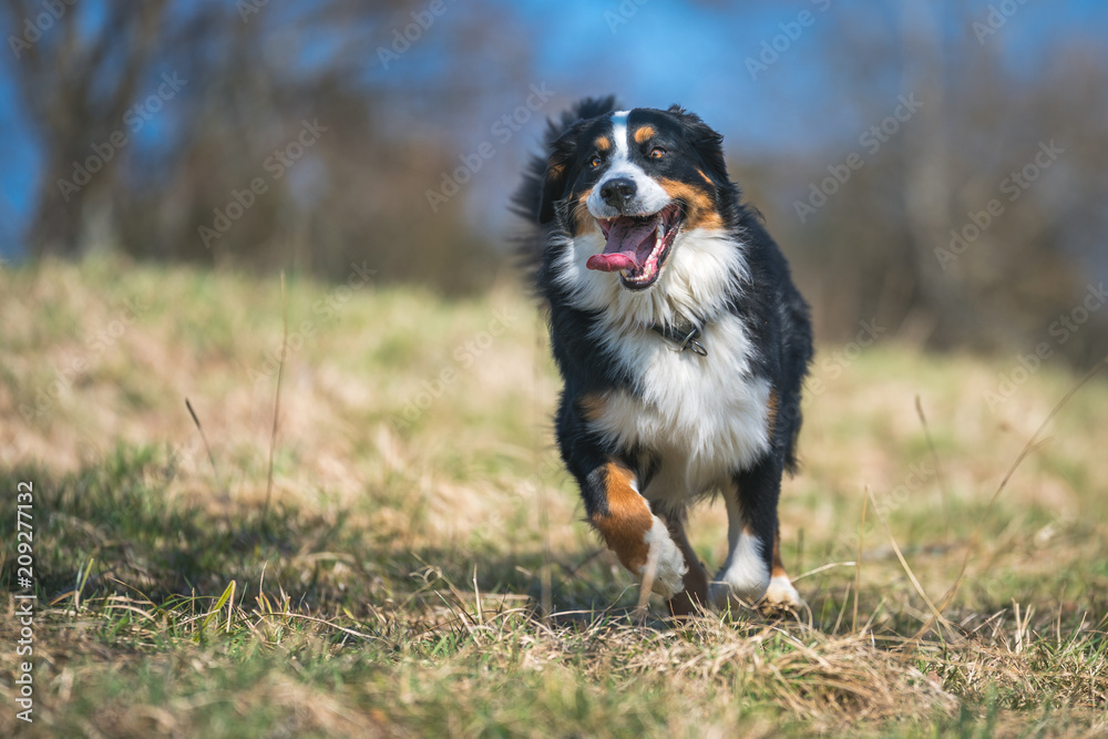 Glücklicher Berner Sennenhund