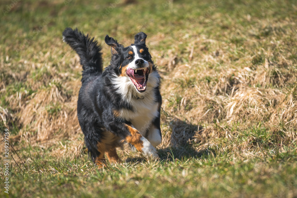 Sennenhund beim Rennen