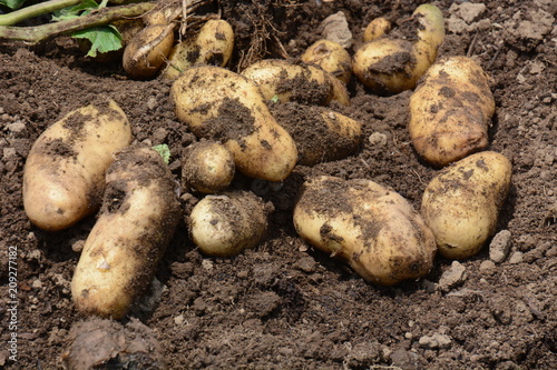 Harvest of potatoes   Kitchen garden