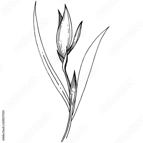Irises in a vector style isolated. Full name of the plant: Iris. Vector flower for background, texture, wrapper pattern, frame or border.
