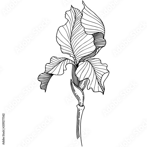 Irises in a vector style isolated. Full name of the plant: Iris. Vector flower for background, texture, wrapper pattern, frame or border.