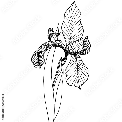 Irises in a vector style isolated. Full name of the plant: Iris. Vector flower for background, texture, wrapper pattern, frame or border.