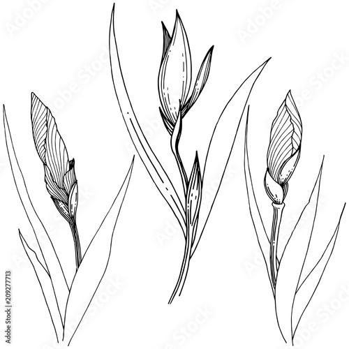 Irises in a vector style isolated. Full name of the plant: Iris. Vector flower for background, texture, wrapper pattern, frame or border.