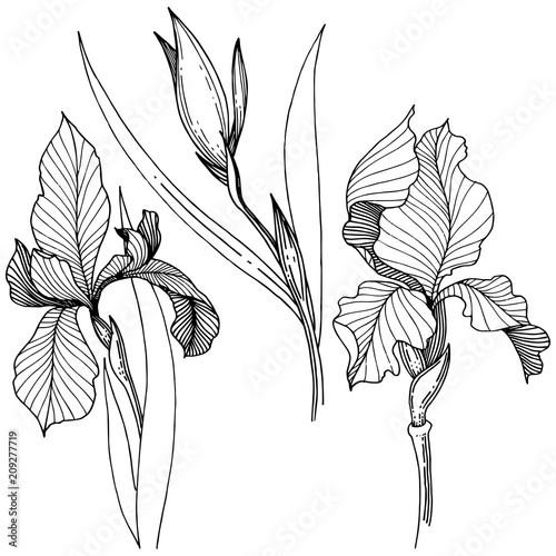 Irises in a vector style isolated. Full name of the plant: Iris. Vector flower for background, texture, wrapper pattern, frame or border.