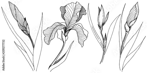 Irises in a vector style isolated. Full name of the plant: Iris. Vector flower for background, texture, wrapper pattern, frame or border.