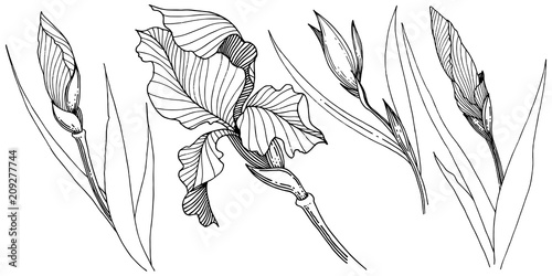 Irises in a vector style isolated. Full name of the plant: Iris. Vector flower for background, texture, wrapper pattern, frame or border.