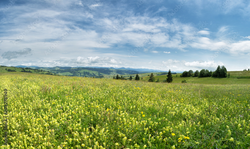 Blossoming glade against the backdrop of the mountain range.