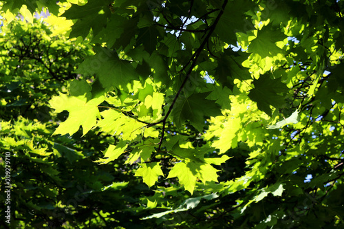 Green leafs