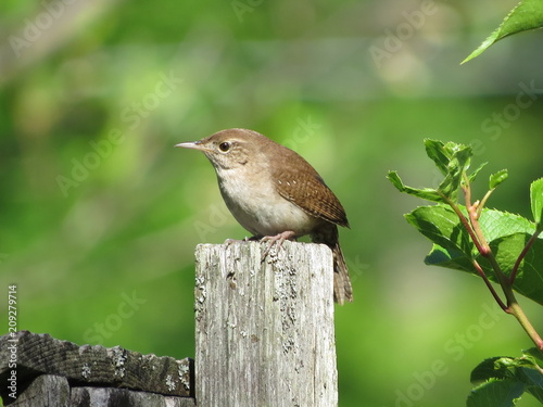 Wren on post
