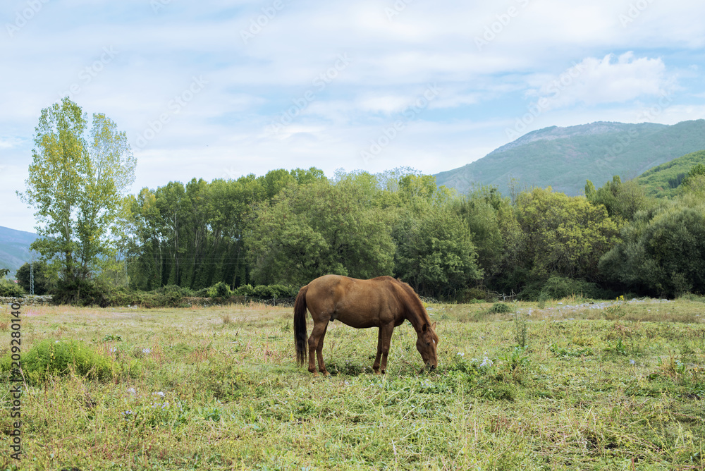 Minimalist scene of a chestnut horse grazing peacefully in the field in front of a small forest a day of blue sky with some clouds