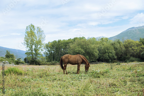 Minimalist scene of a chestnut horse grazing peacefully in the field in front of a small forest a day of blue sky with some clouds © josemanuelerre